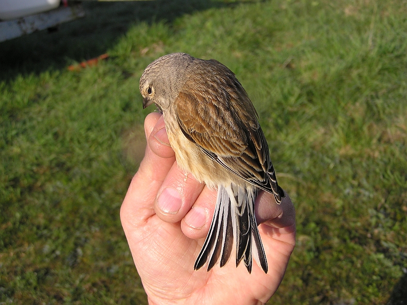 Common Linnet, Sundre 20080503